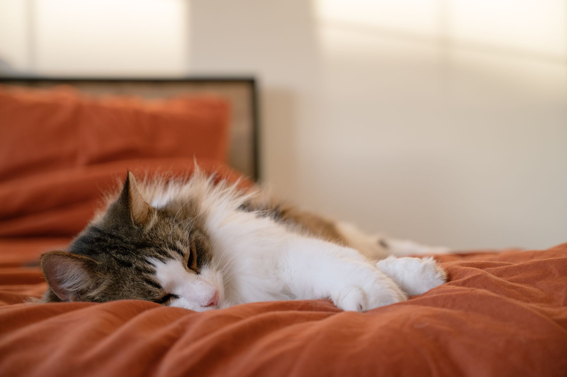 cat resting on a bed lifestyle photo