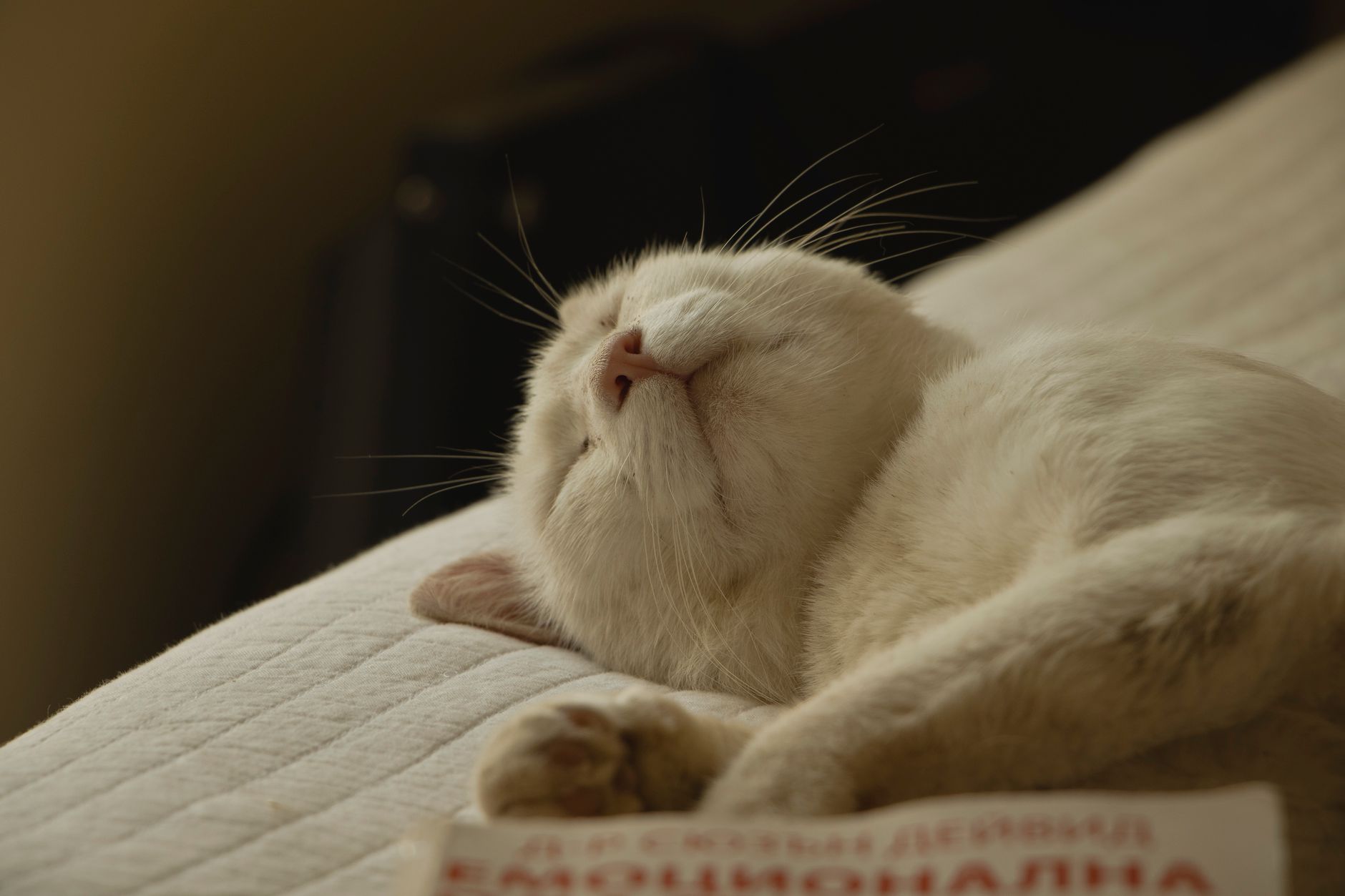 cat beds lifestyle photo