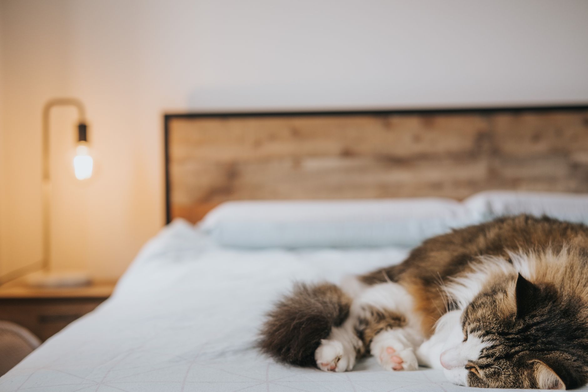cat beds lifestyle photo