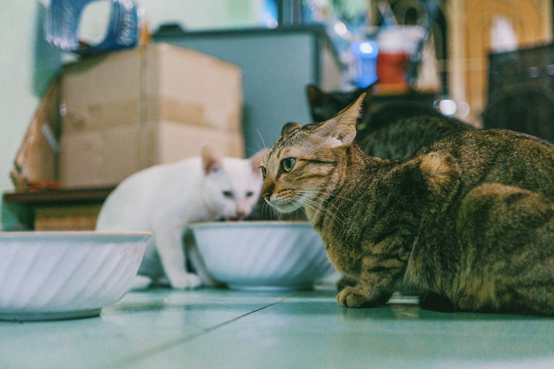 cat bowls lifestyle photo