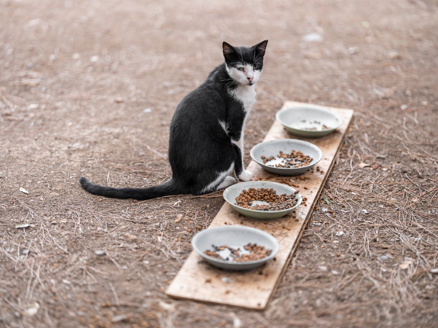 cat food lifestyle photo