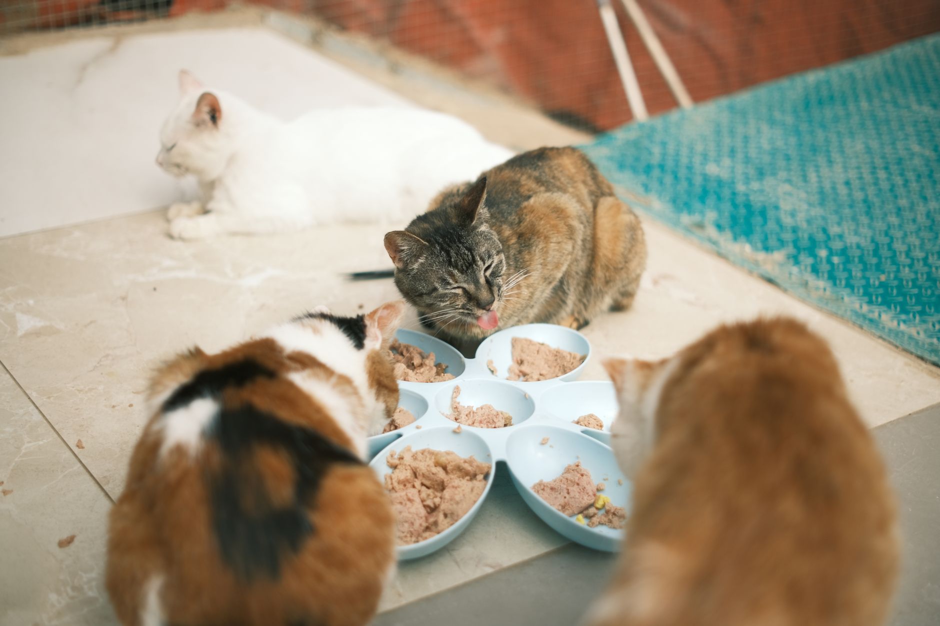 cat food lifestyle photo