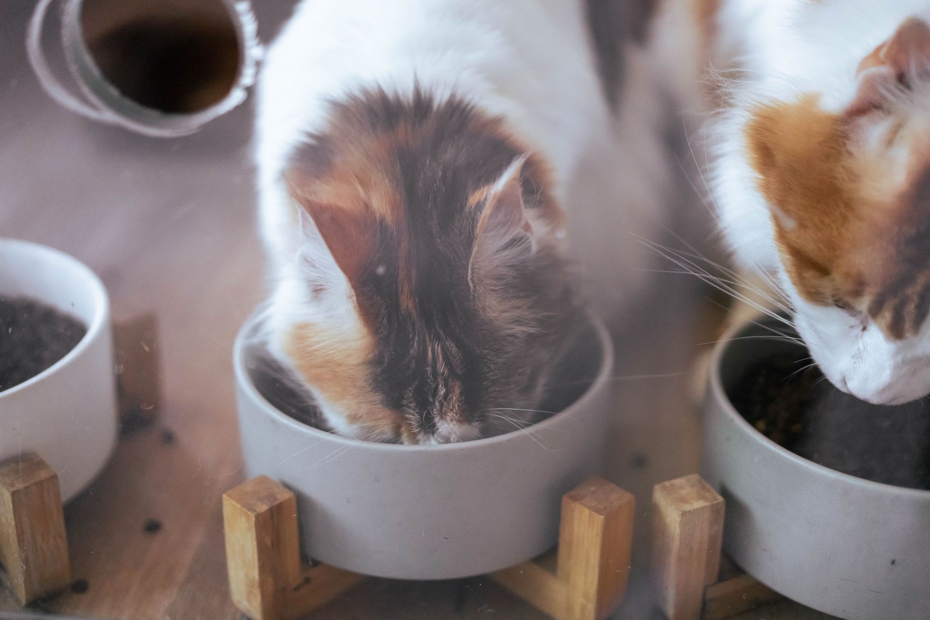 cat food lifestyle photo