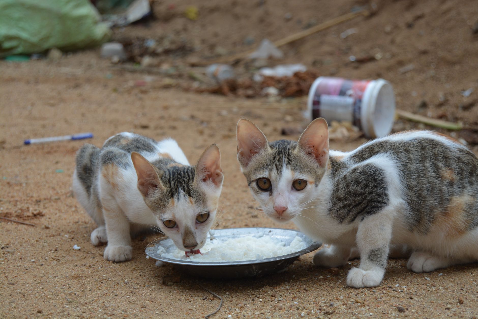 cat food lifestyle photo