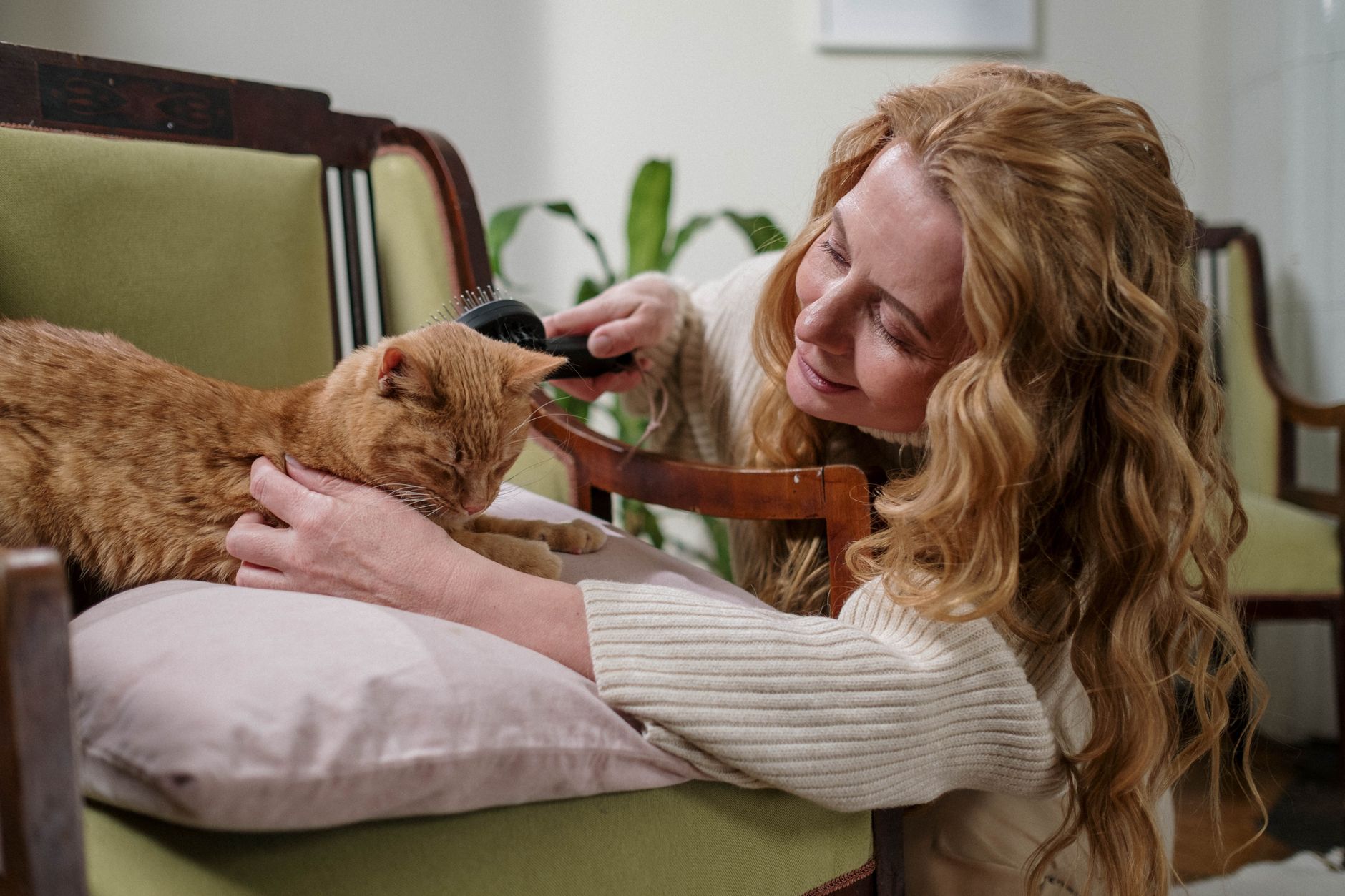 cat grooming lifestyle photo
