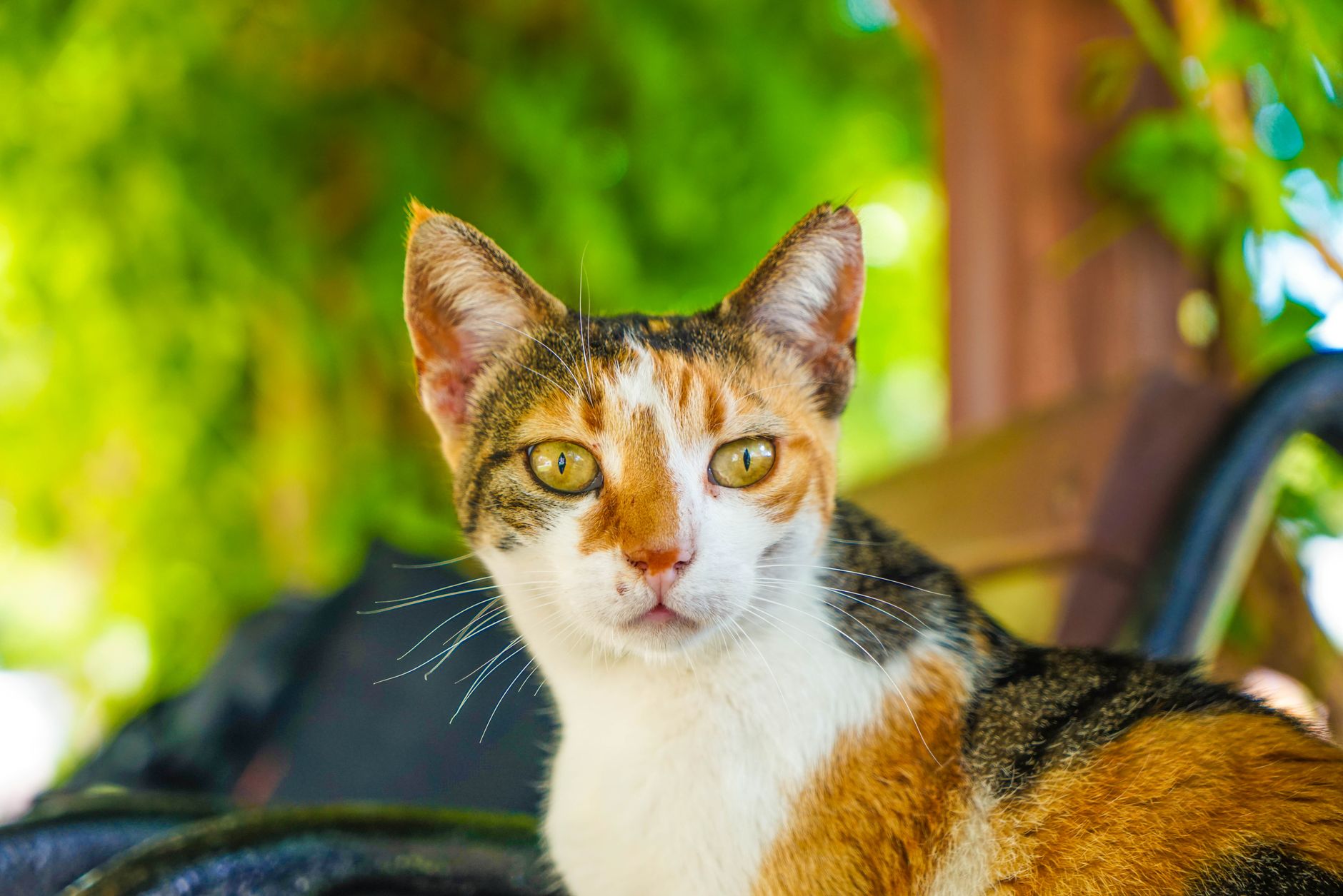 cat health lifestyle photo