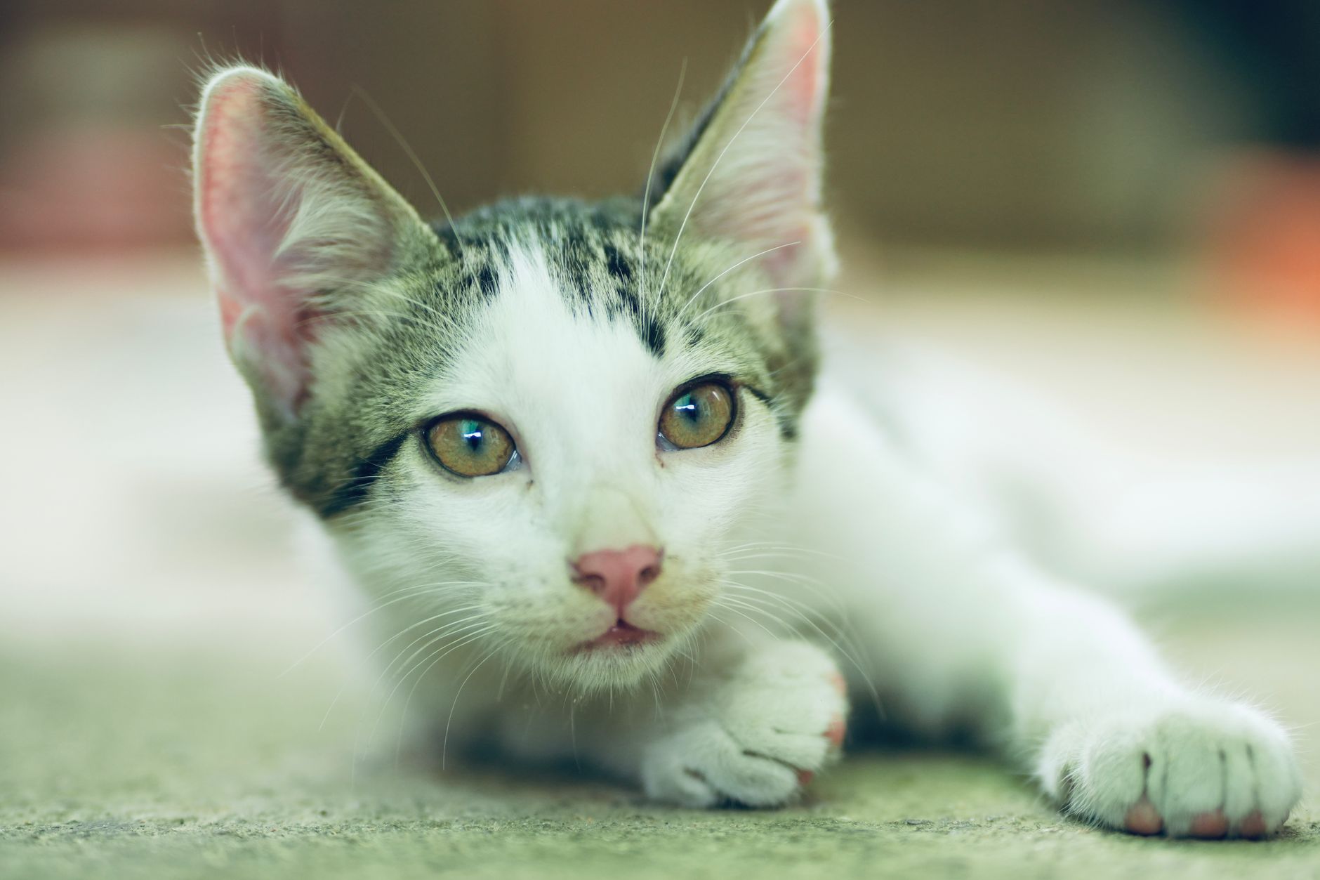 cat health lifestyle photo