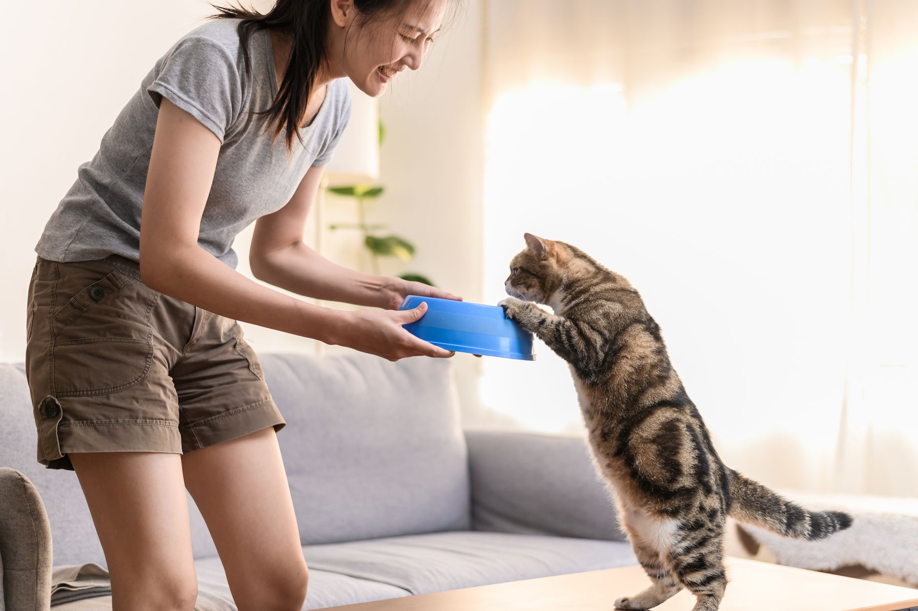 cat health lifestyle photo
