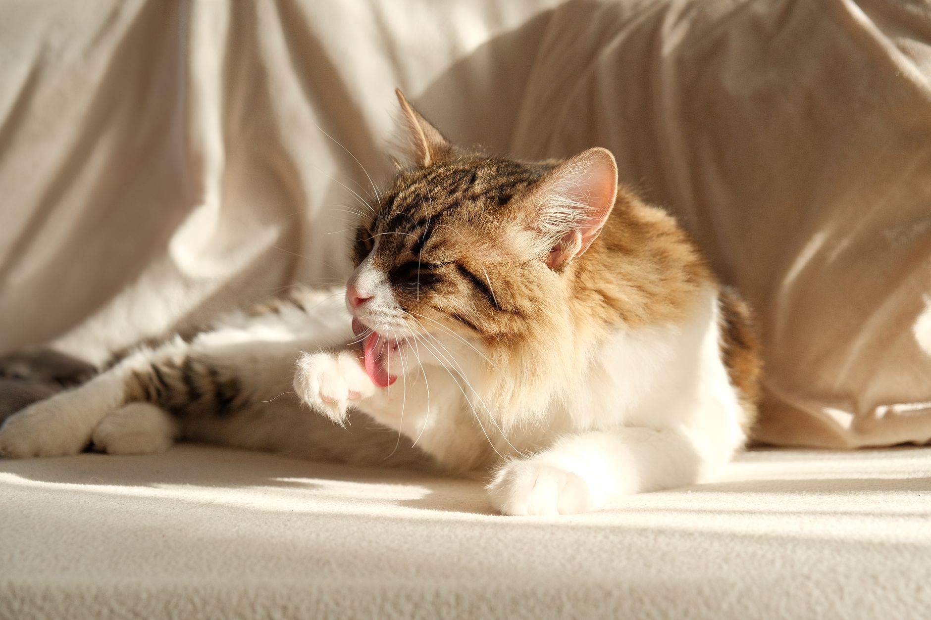 cat litter lifestyle photo