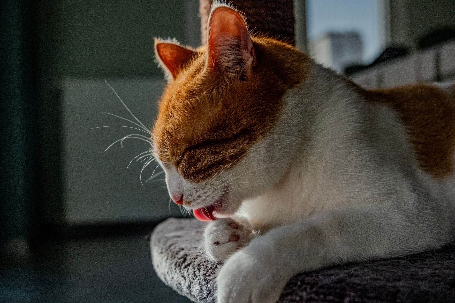 cat litter lifestyle photo