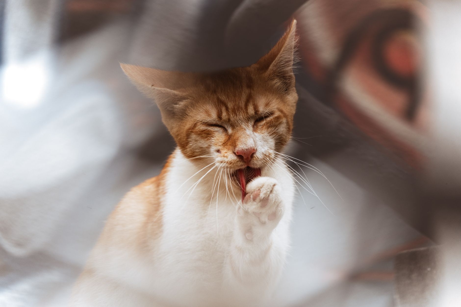 cat litter lifestyle photo