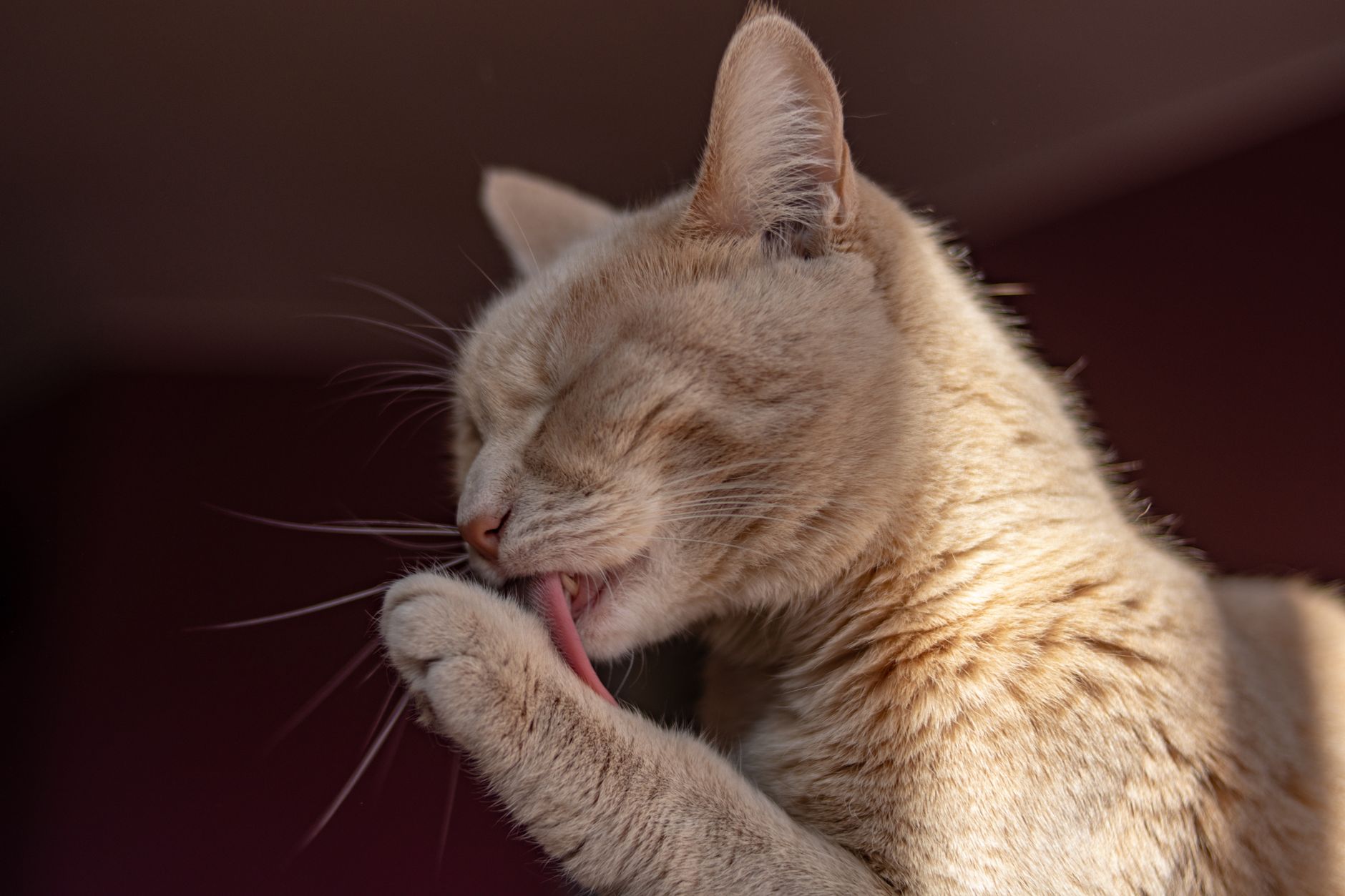 cat litter lifestyle photo
