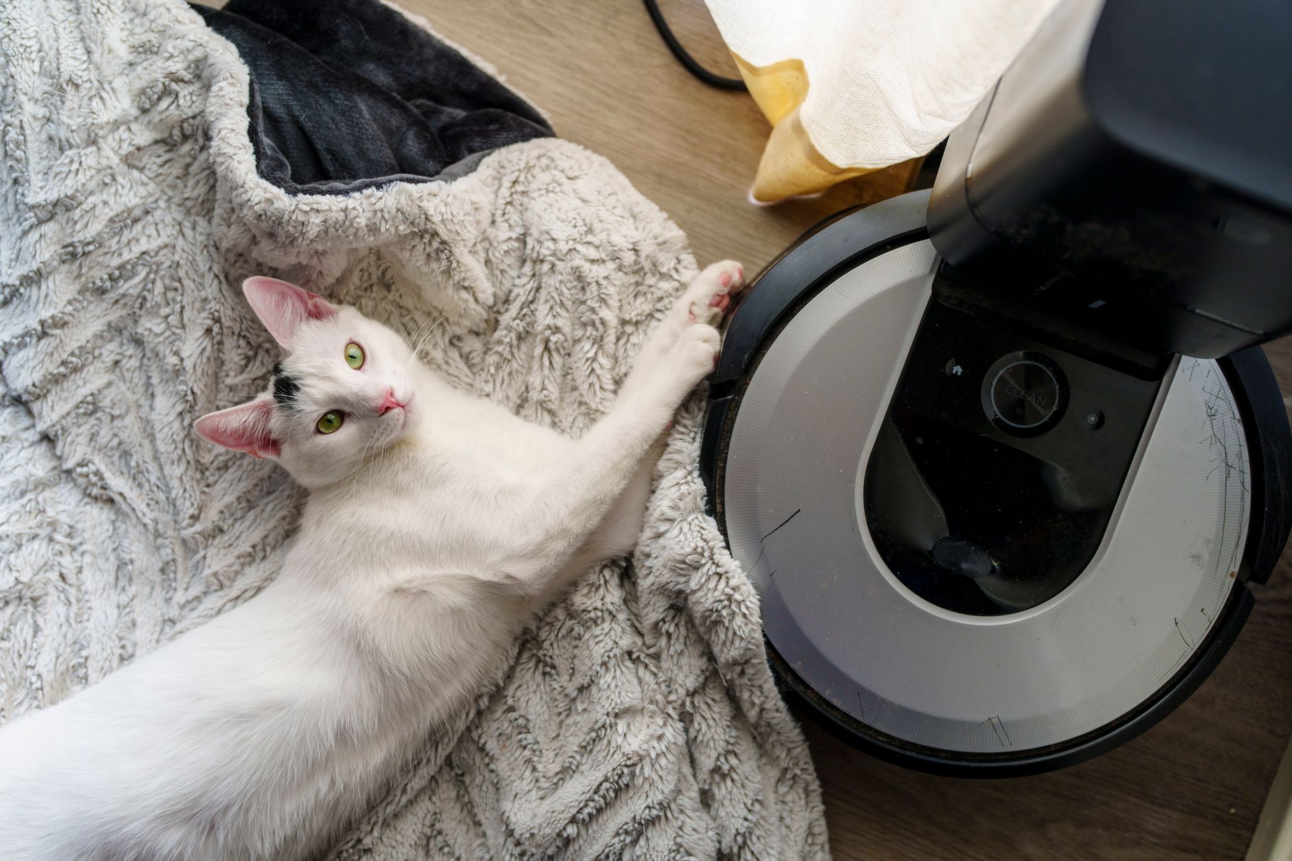 cat litter lifestyle photo