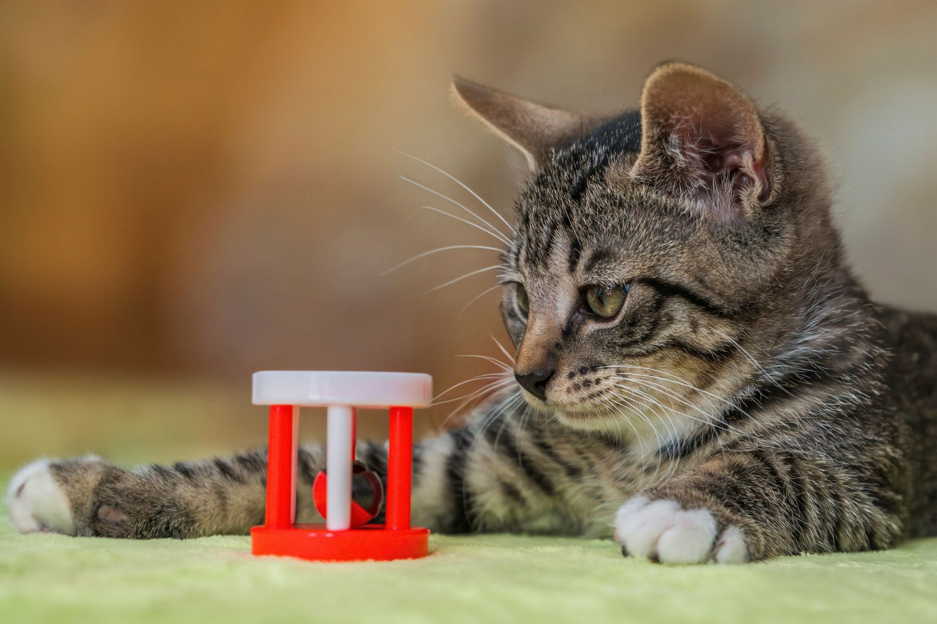cat toys lifestyle photo