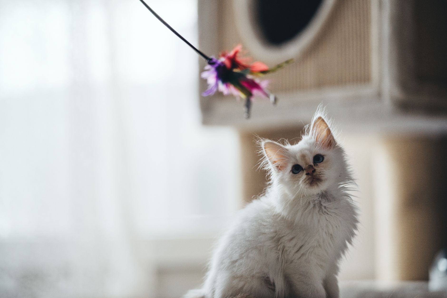 cat toys lifestyle photo