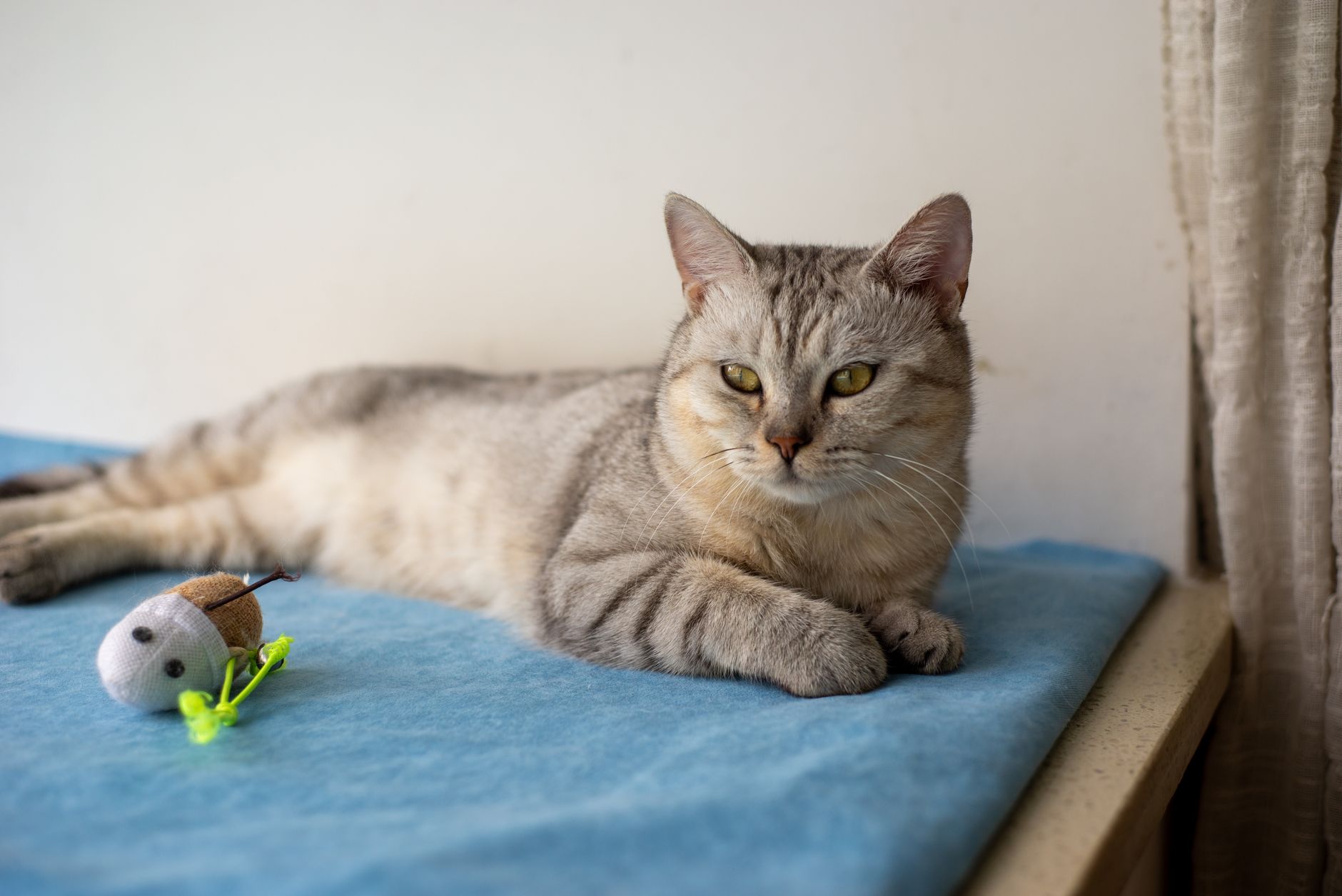 cat toys lifestyle photo