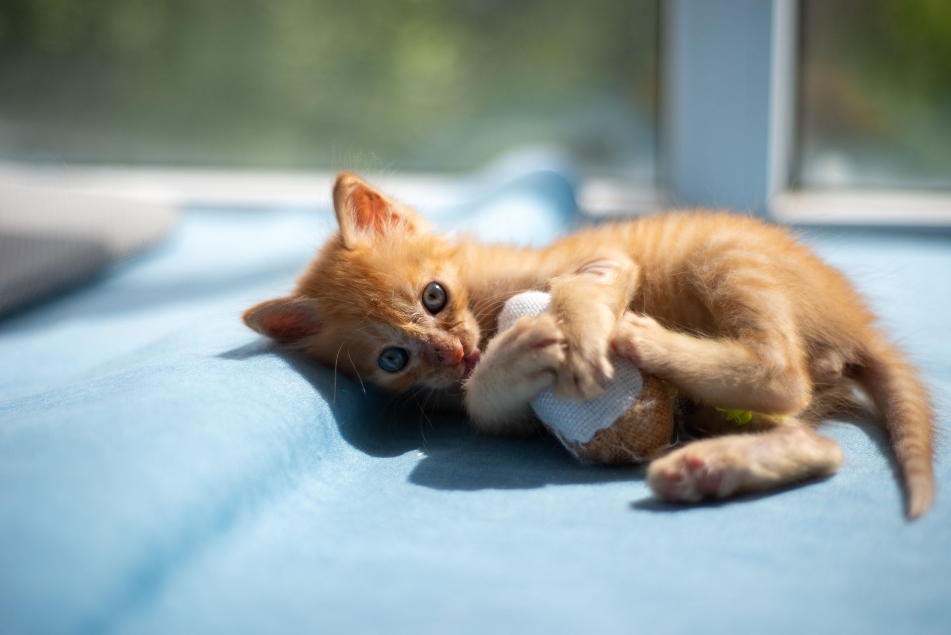 cat toys lifestyle photo