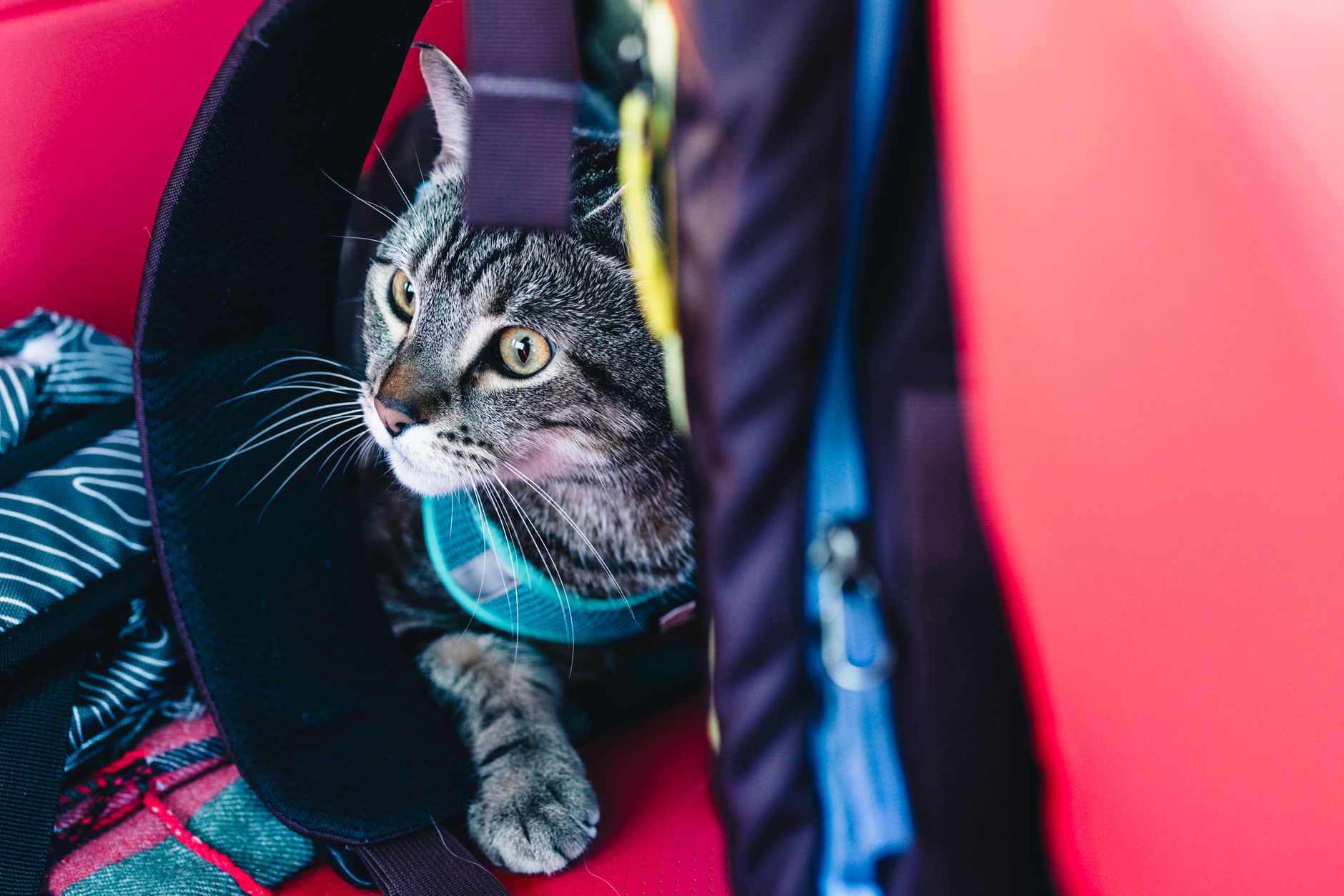 cat travel lifestyle photo