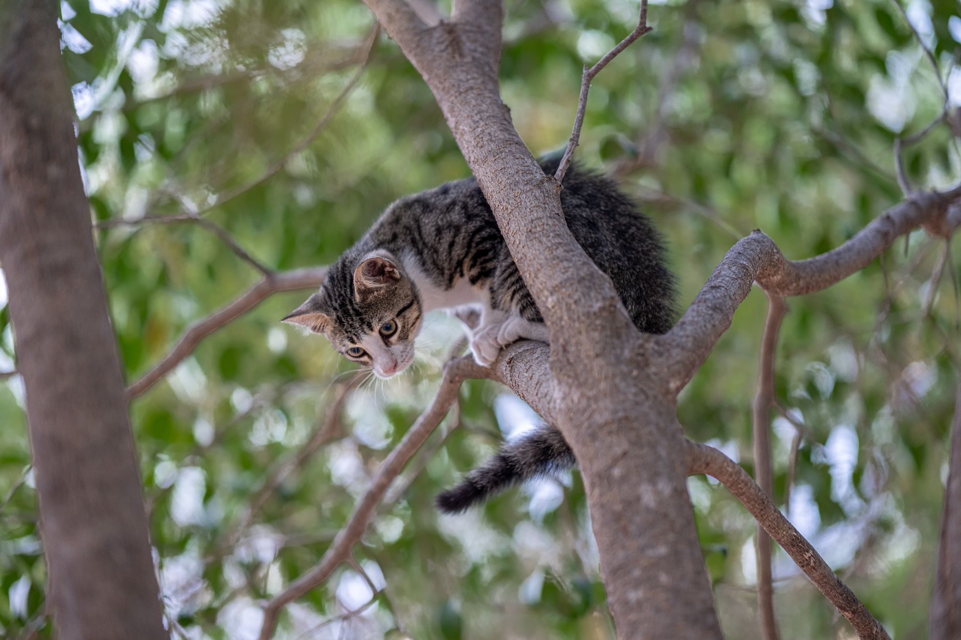 cat trees lifestyle photo