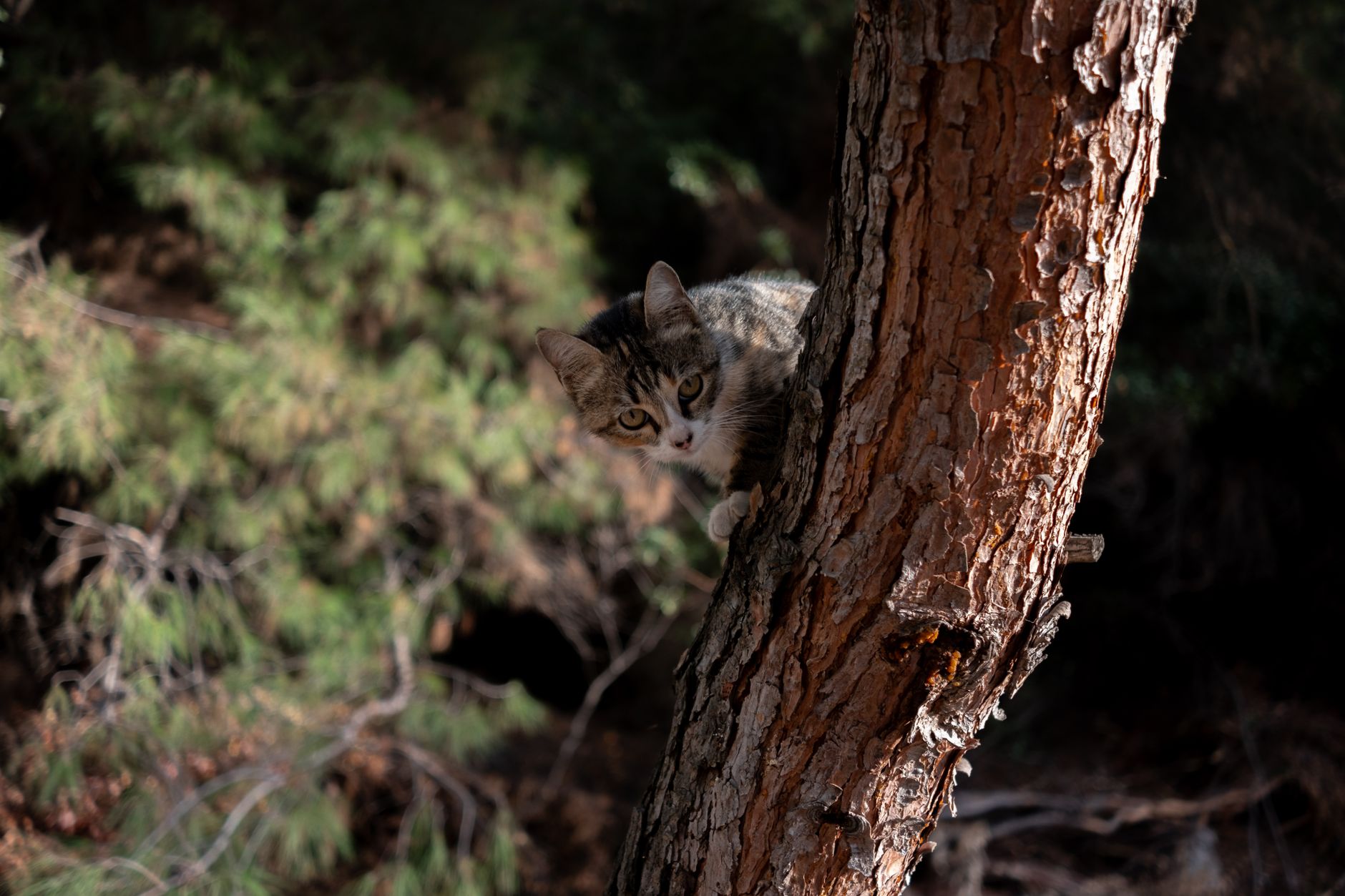 cat trees lifestyle photo