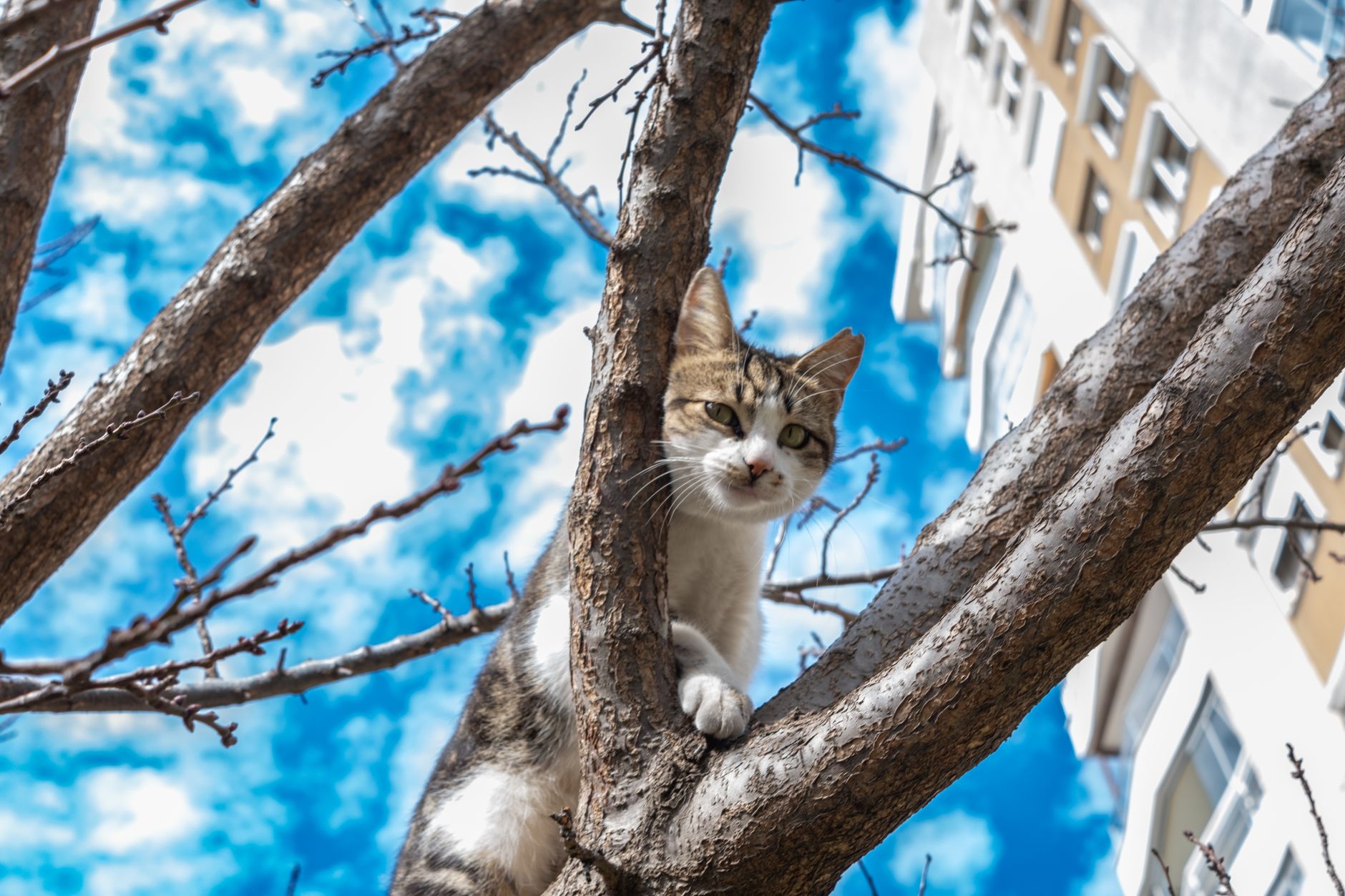 cat trees lifestyle photo