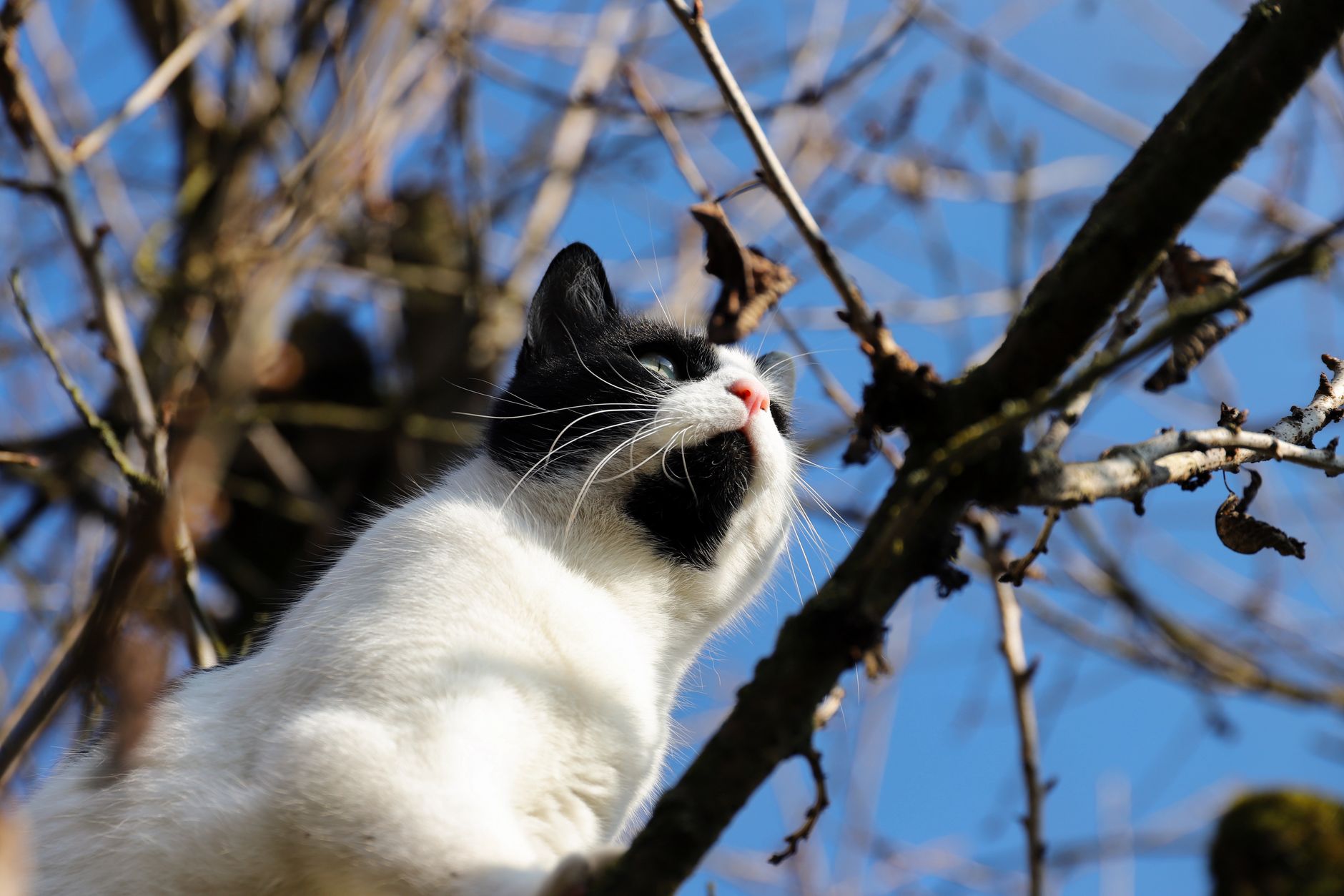cat trees lifestyle photo