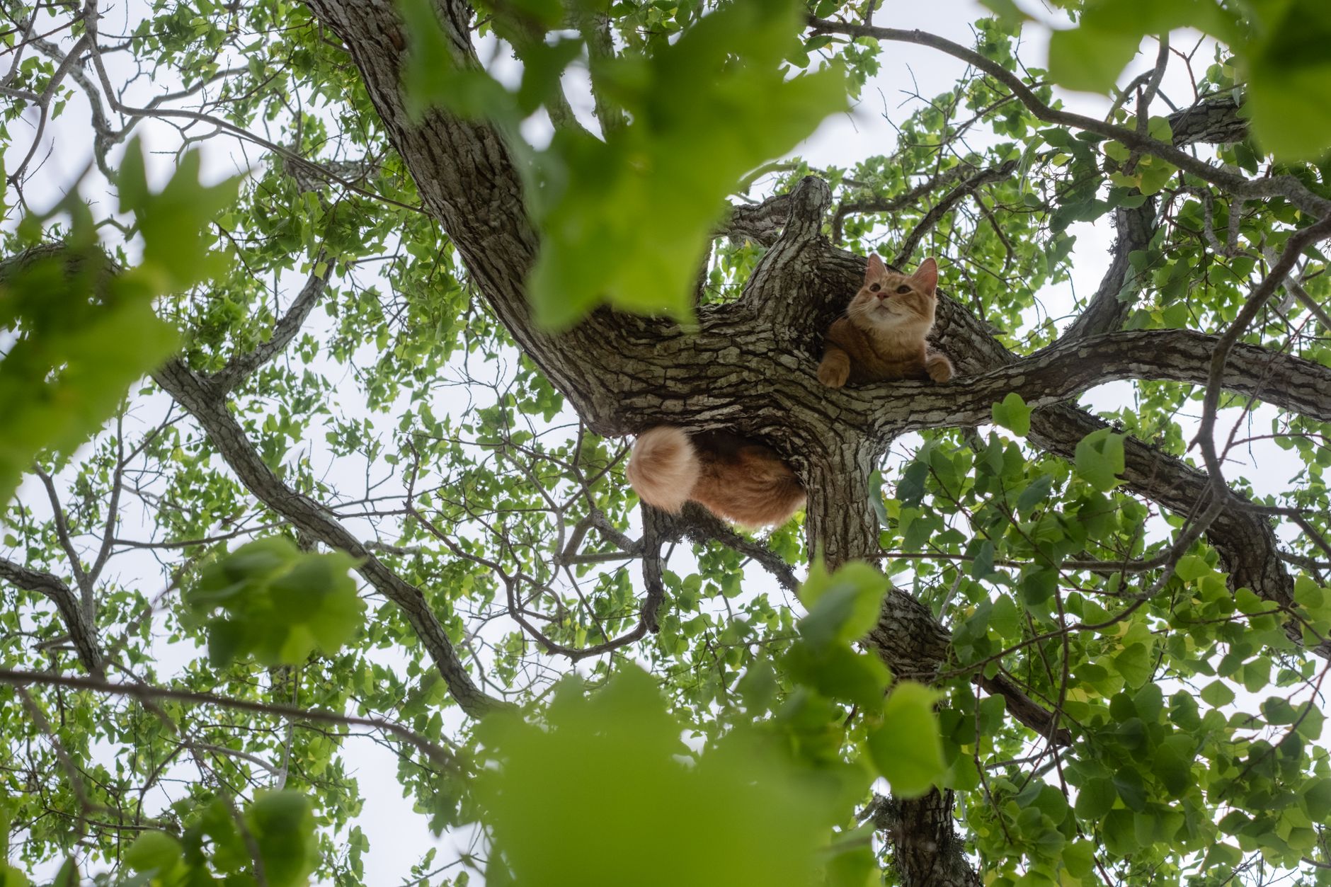 cat trees lifestyle photo