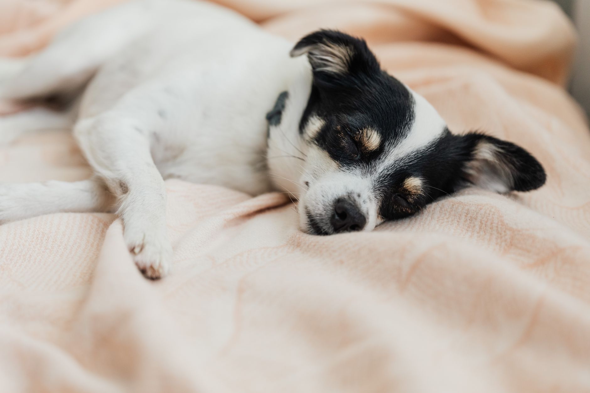 dog sleeping on a blanket lifestyle photo