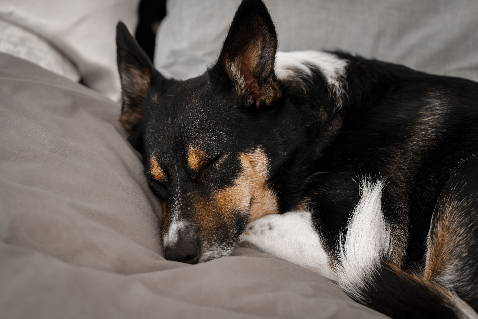 dog beds lifestyle photo
