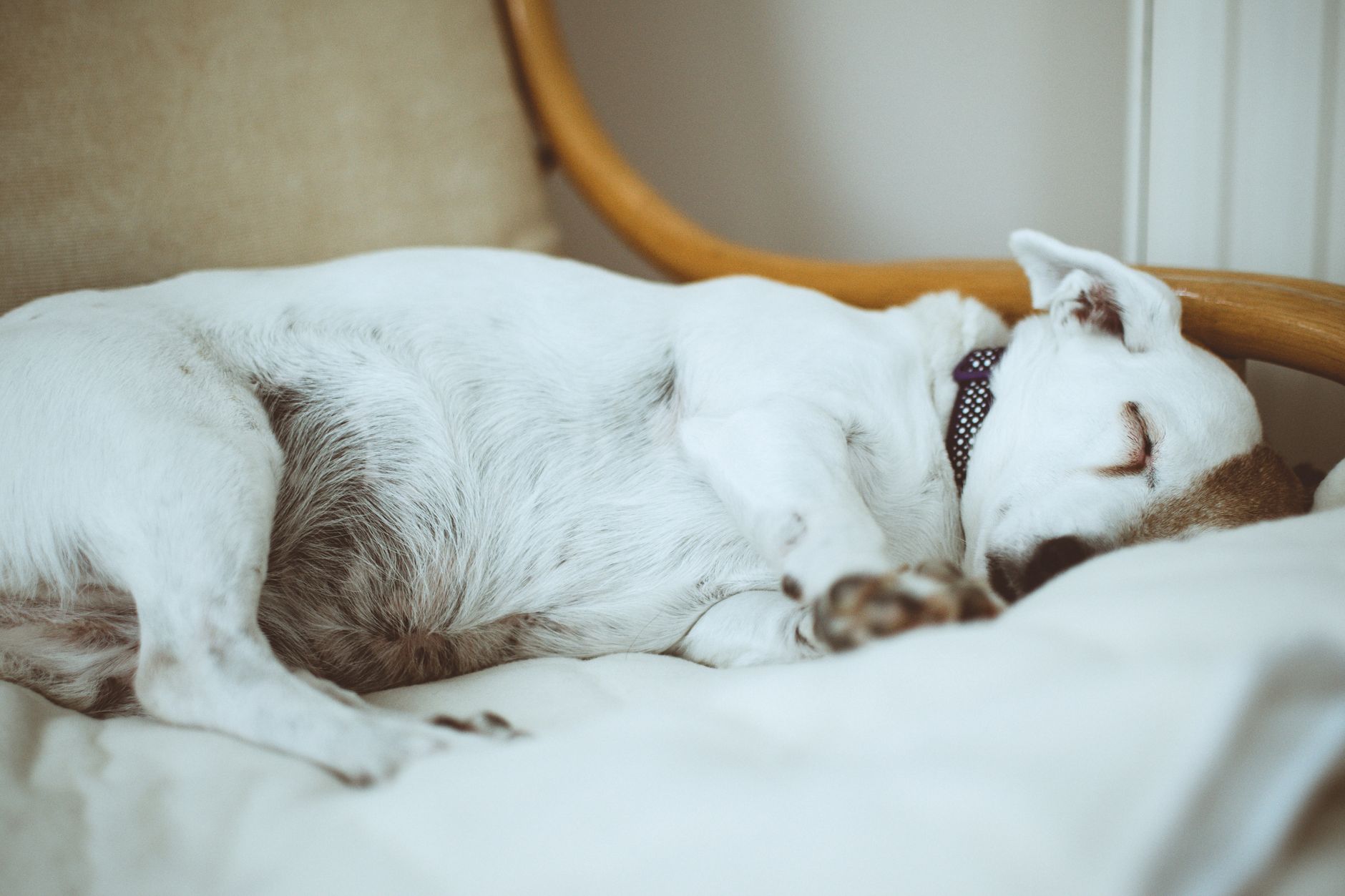 dog beds lifestyle photo