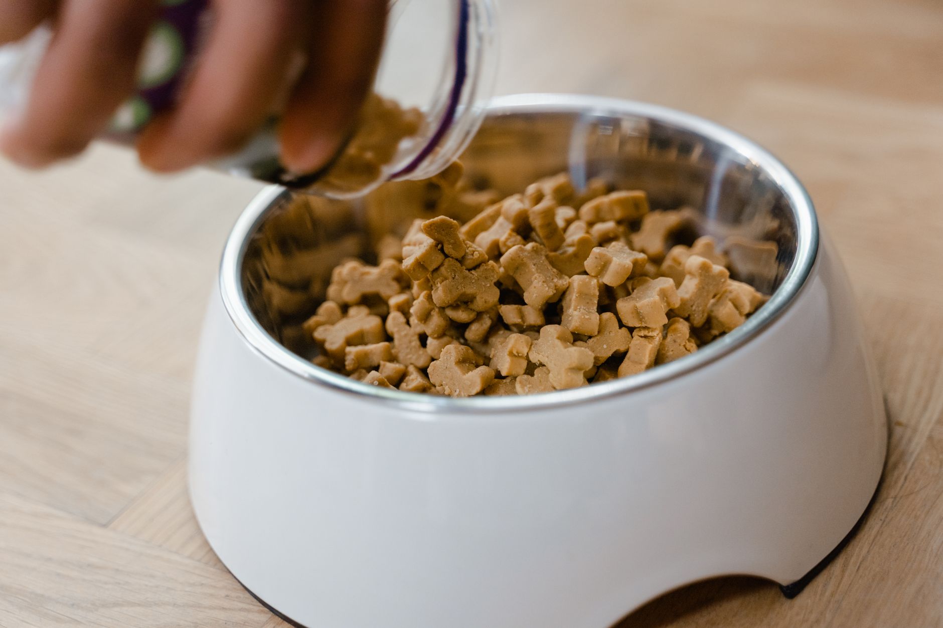dog bowls lifestyle photo
