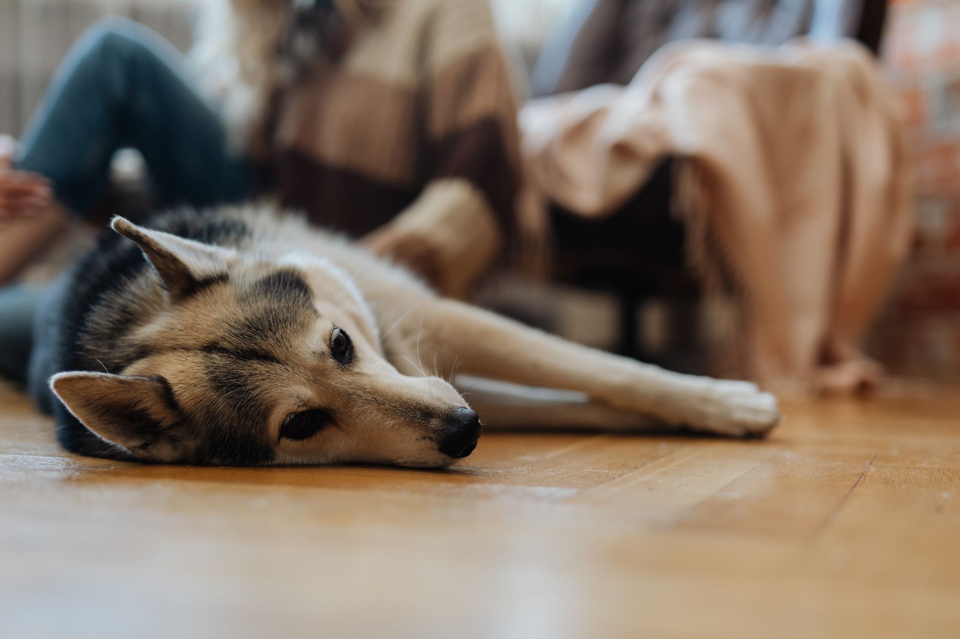 dog cameras lifestyle photo