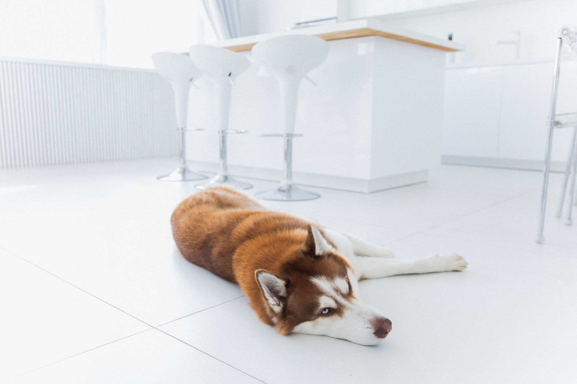 dog cameras lifestyle photo