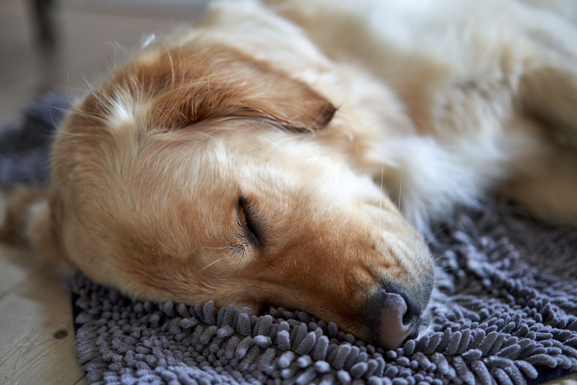 dog cameras lifestyle photo