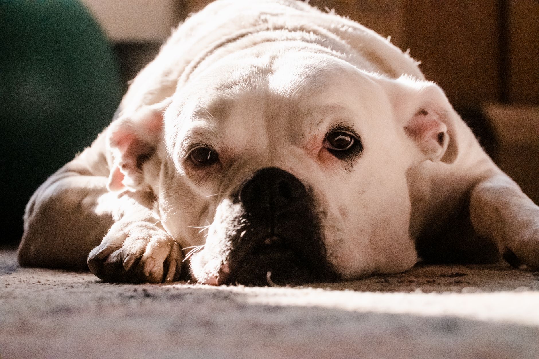 dog cameras lifestyle photo