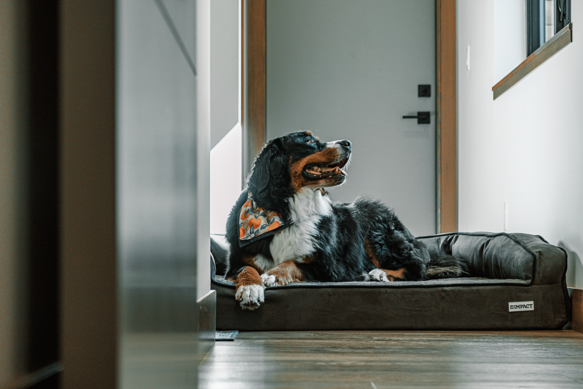 dog cameras lifestyle photo