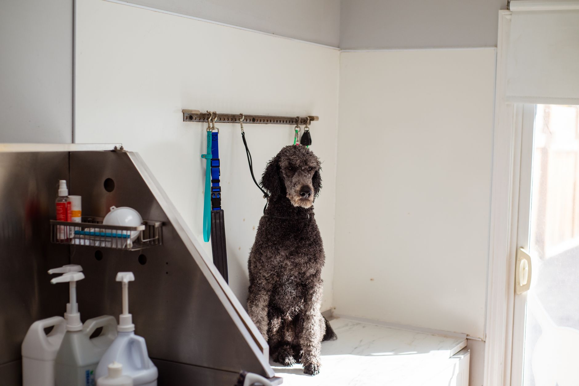 dog cleaning lifestyle photo