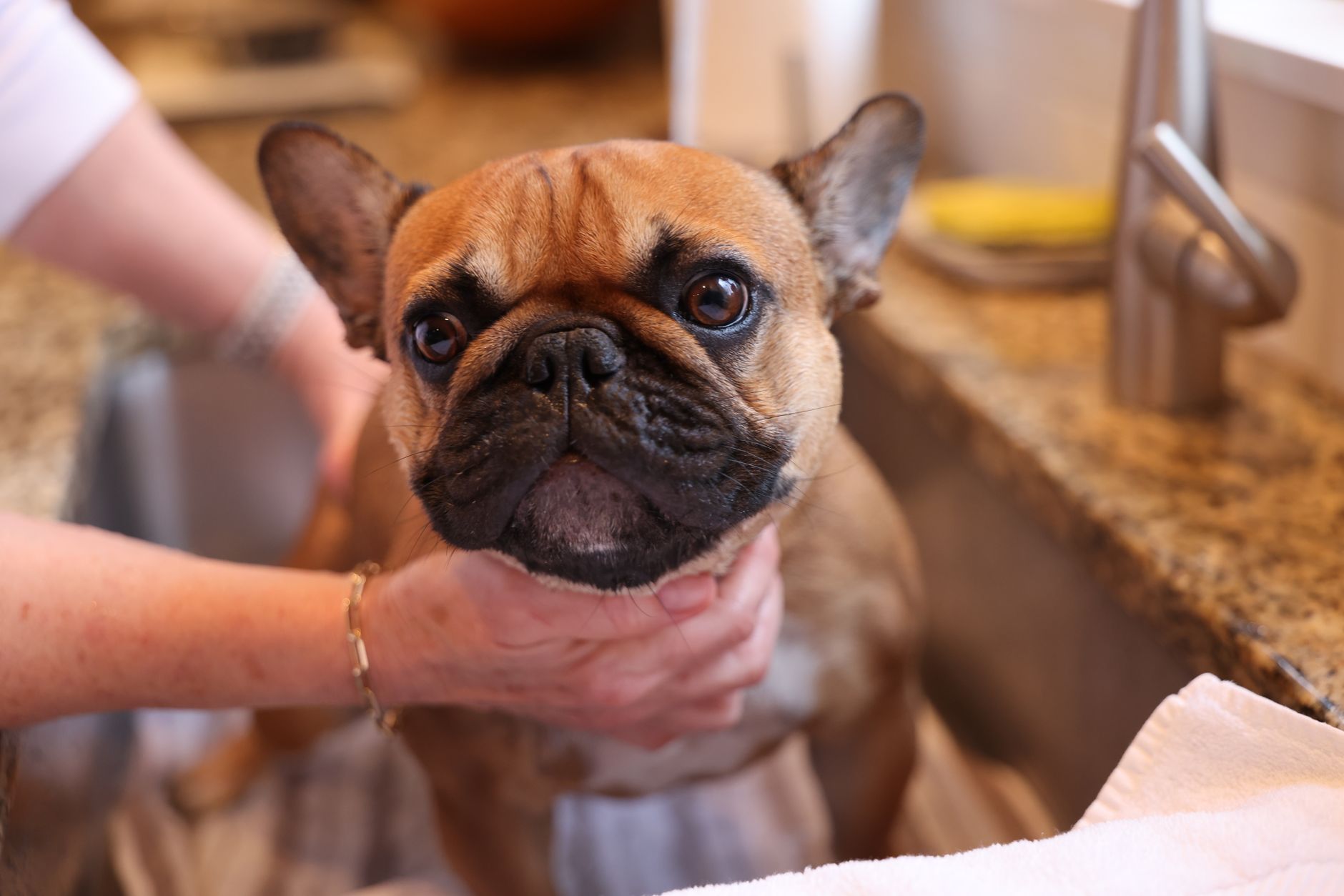 dog cleaning lifestyle photo