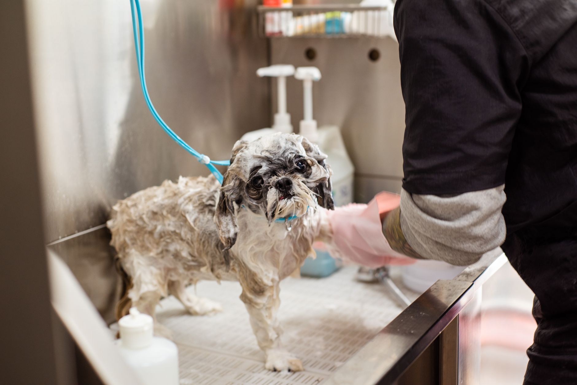 dog cleaning lifestyle photo