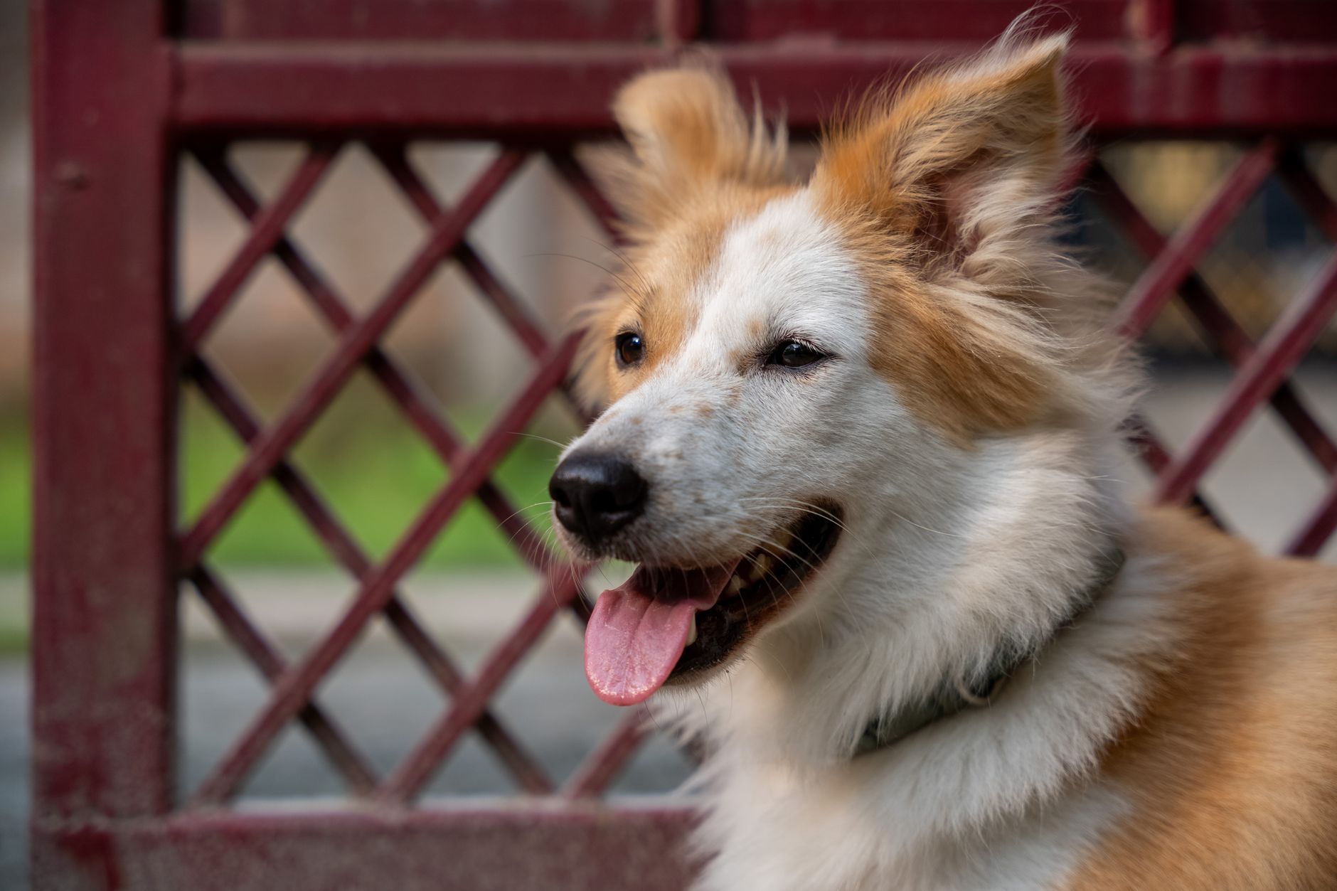 dog collars lifestyle photo