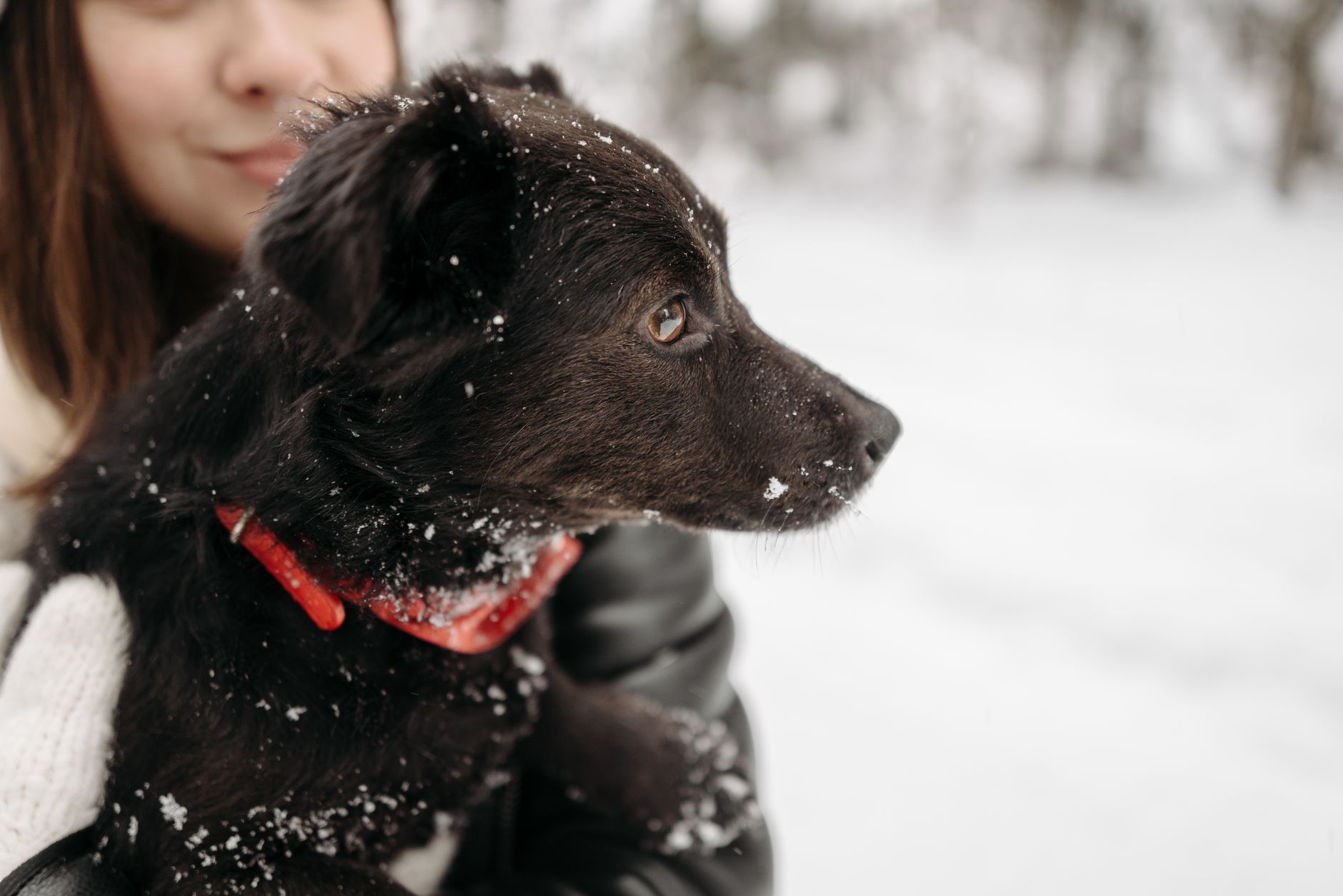 dog collars lifestyle photo
