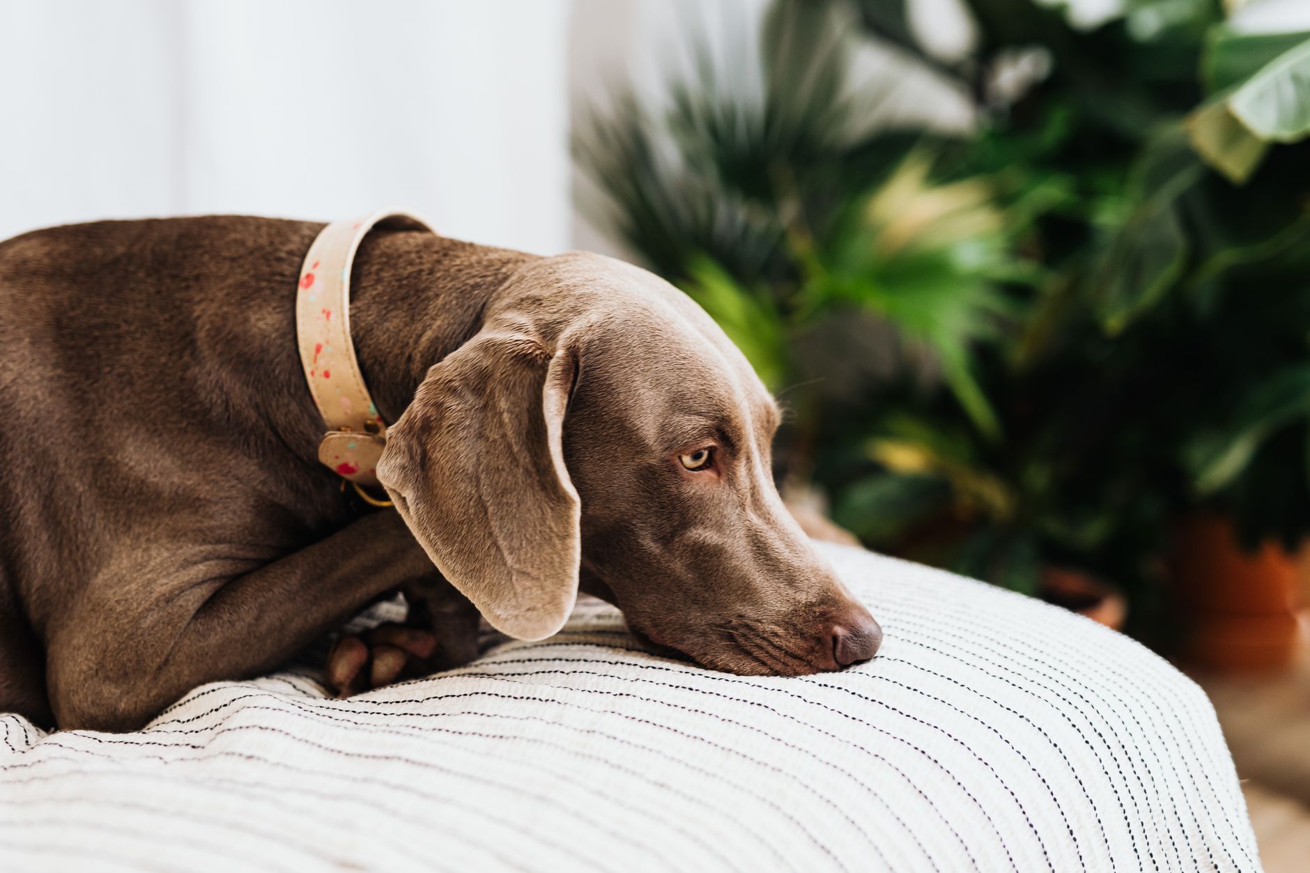 dog collars lifestyle photo