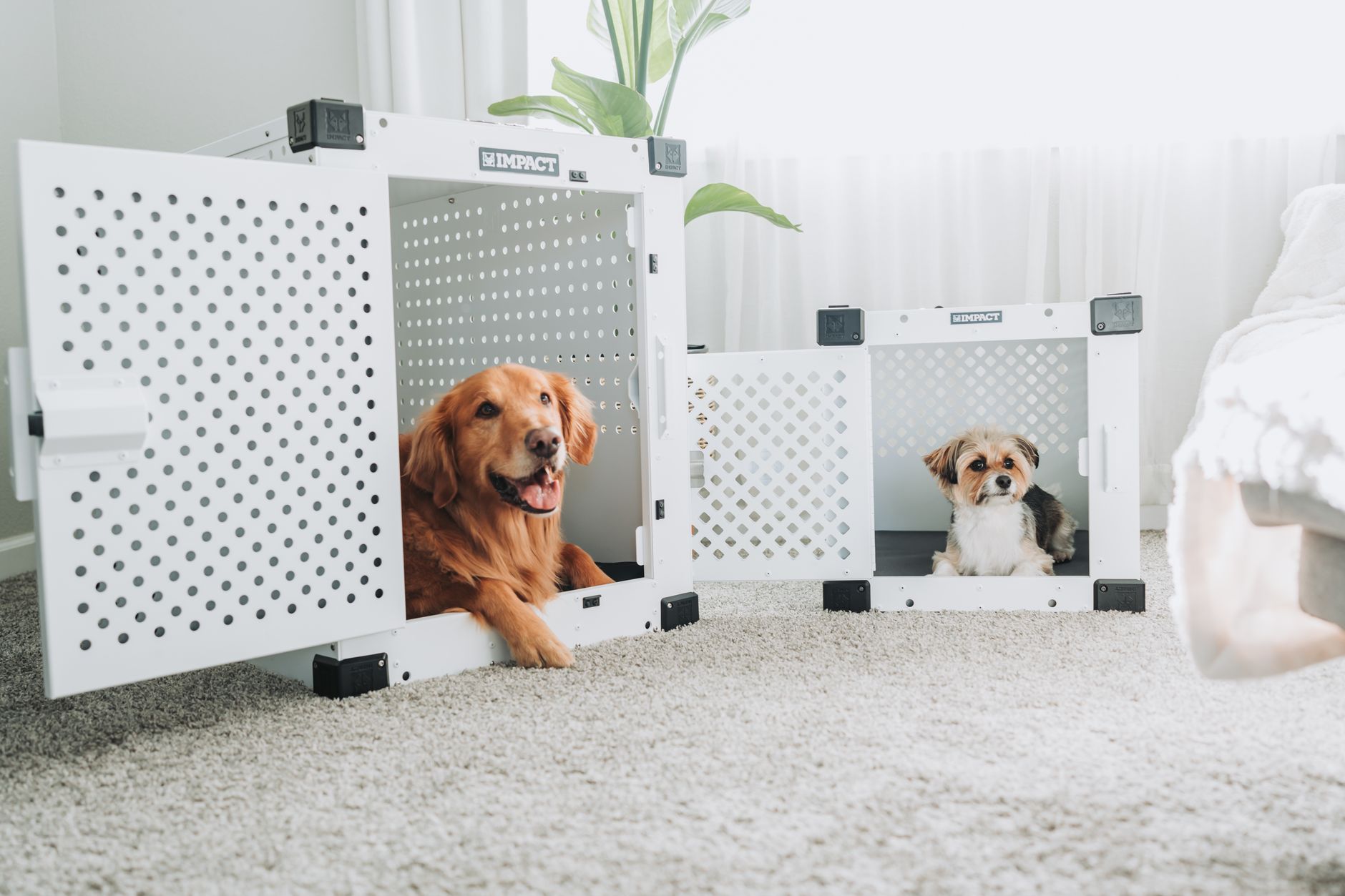 dog crates lifestyle photo