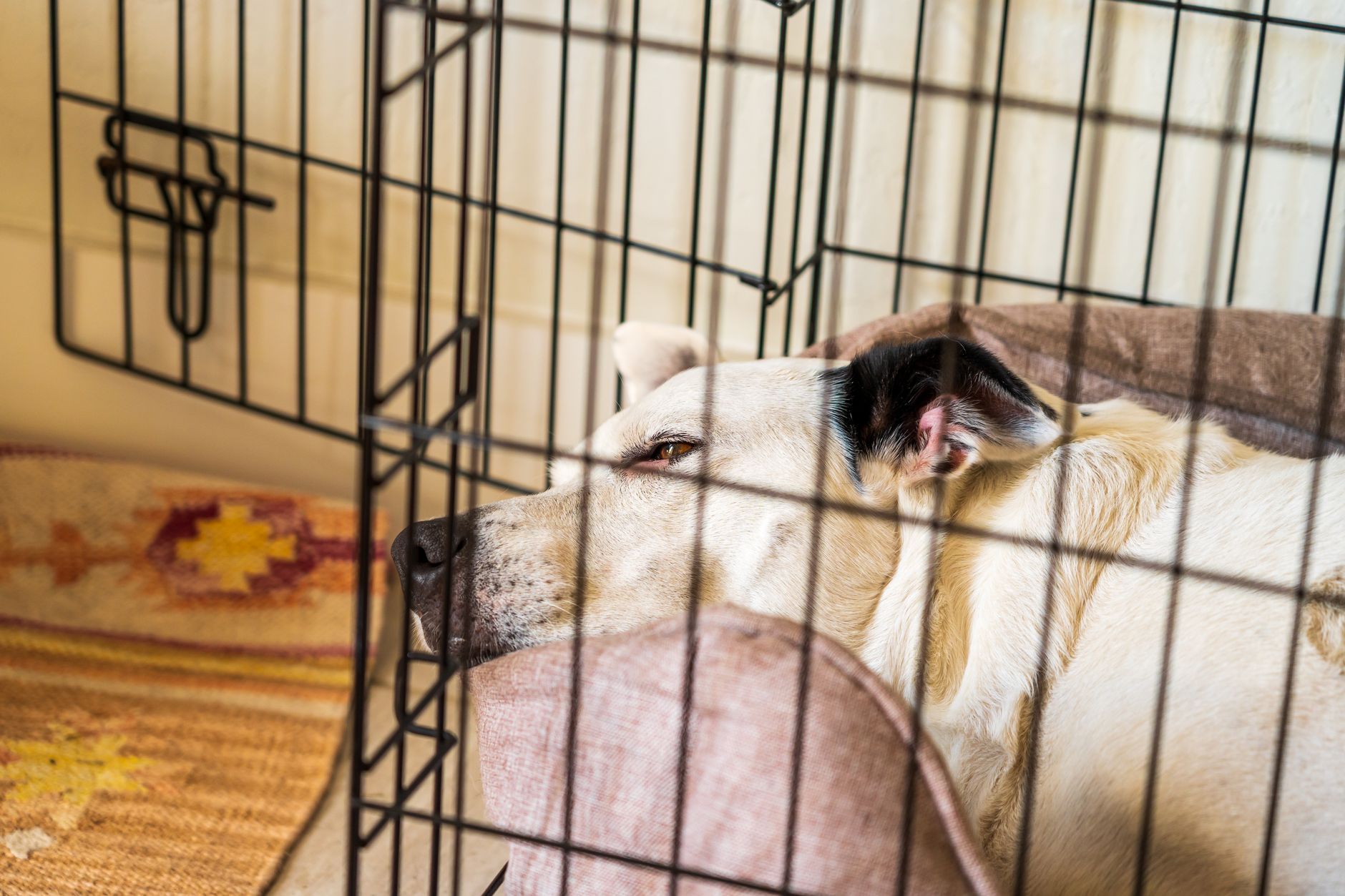 dog resting in a crate lifestyle photo