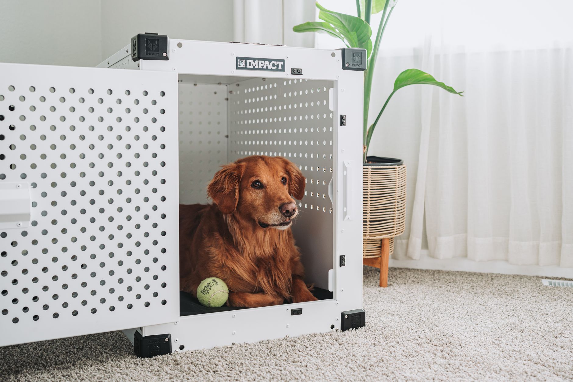 dog crates lifestyle photo