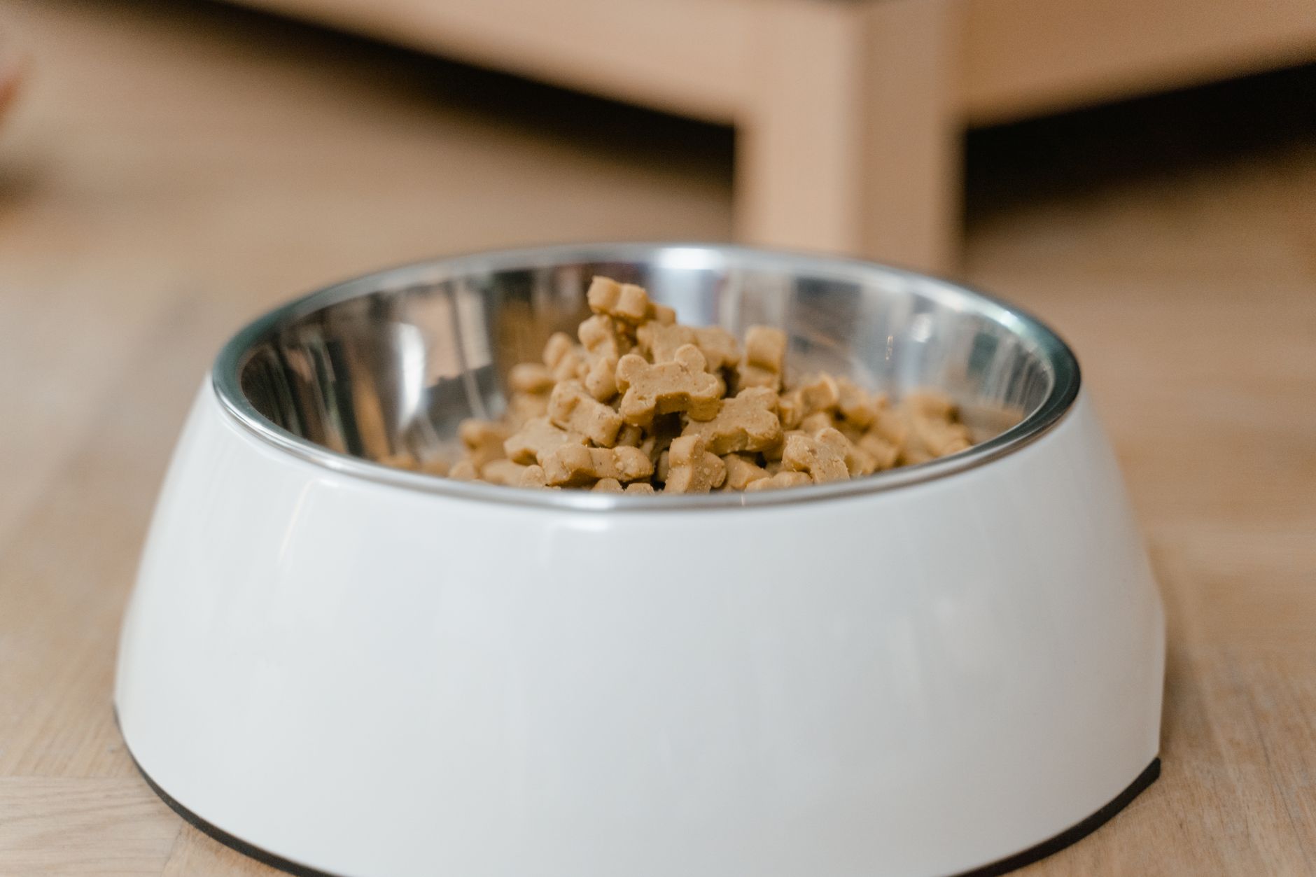 dog food lifestyle photo