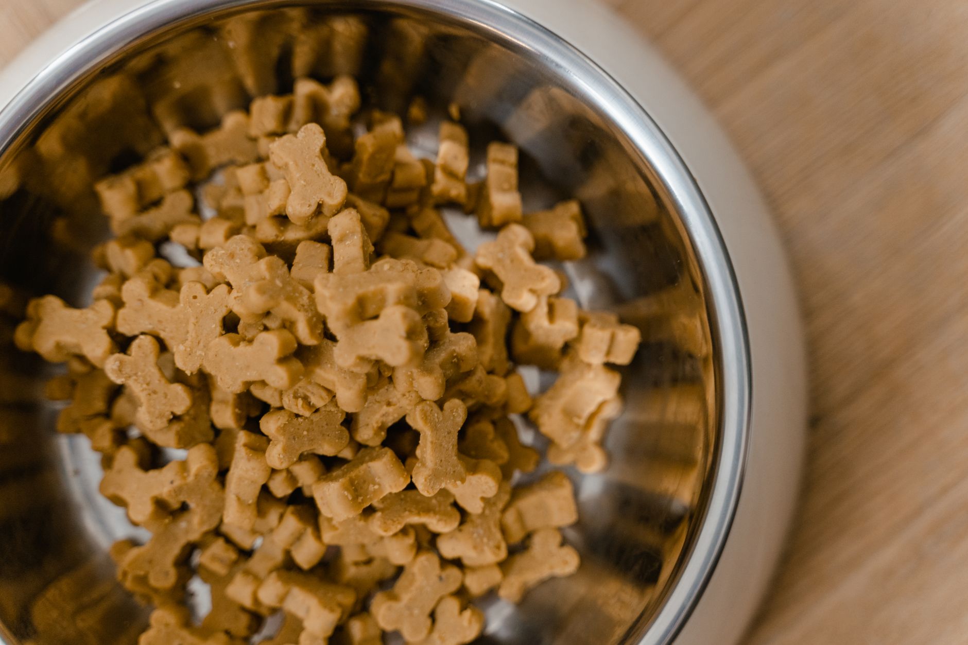 dog food lifestyle photo