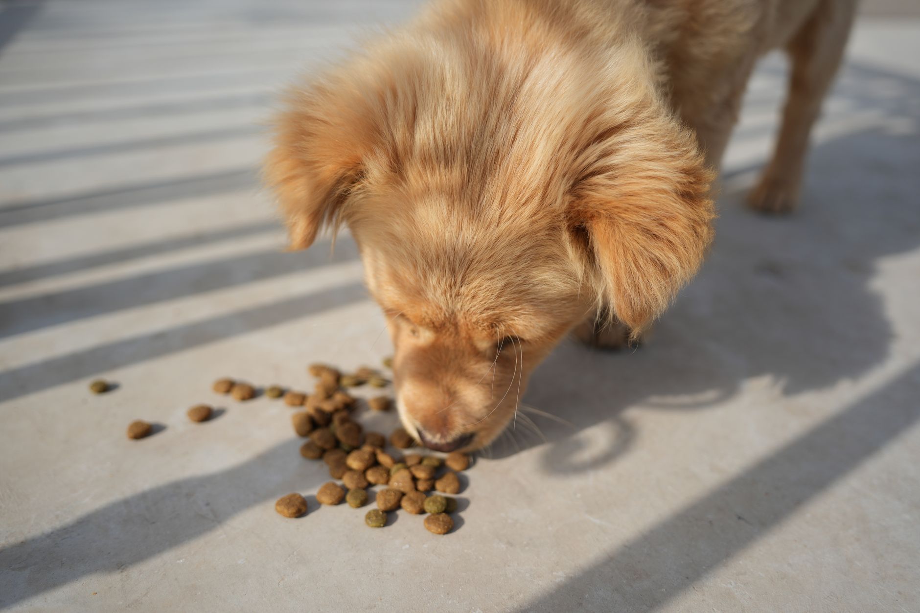 dog food lifestyle photo