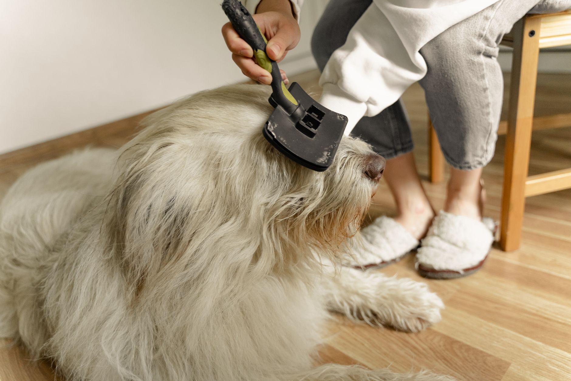dog grooming lifestyle photo