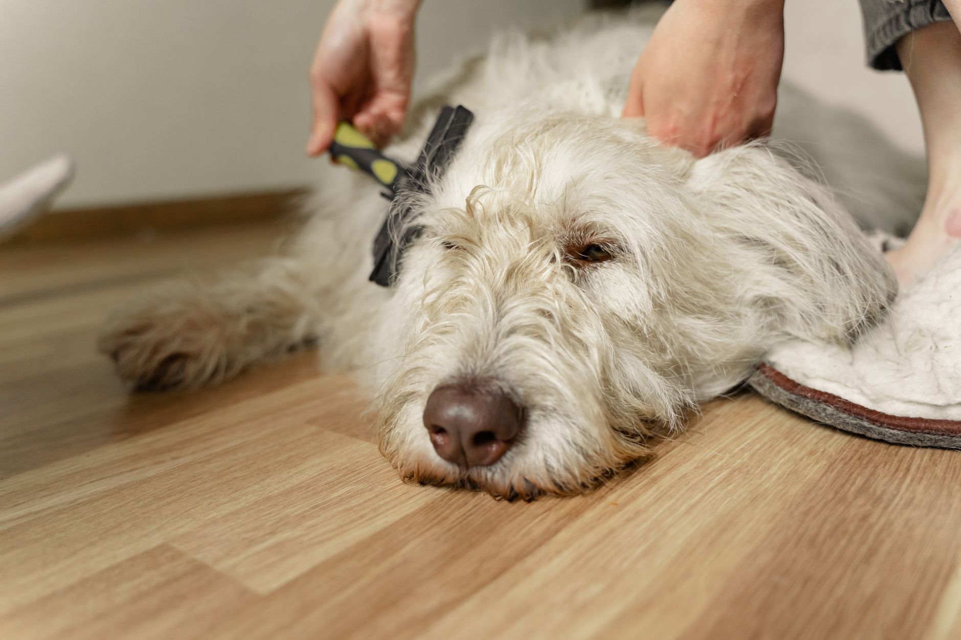 dog grooming lifestyle photo